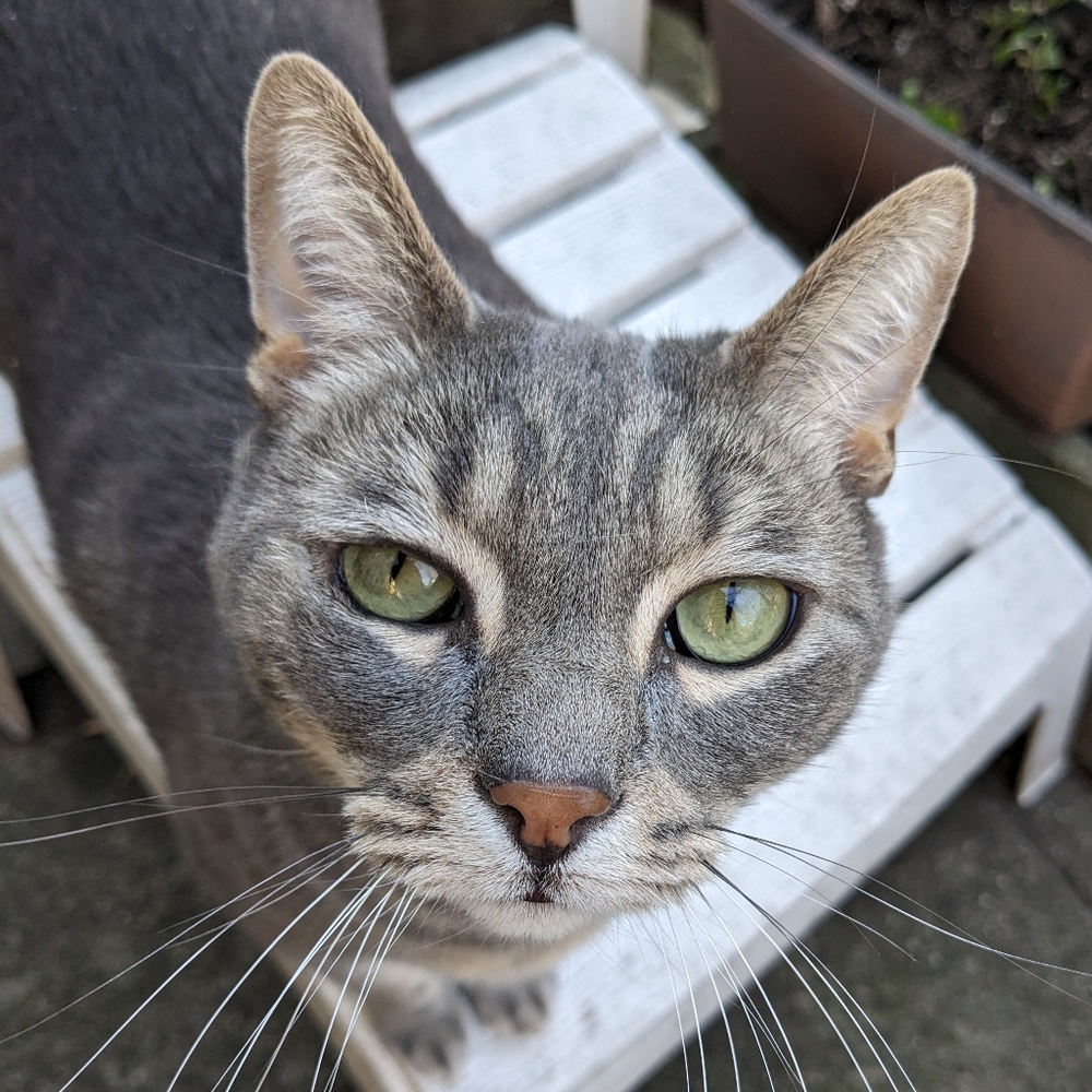 Meet your Posher, Alice